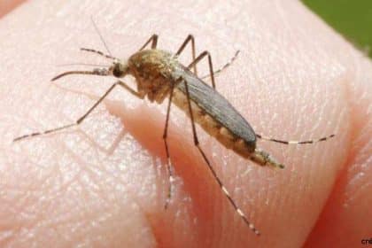 Comment se protéger des moustiques en voyage