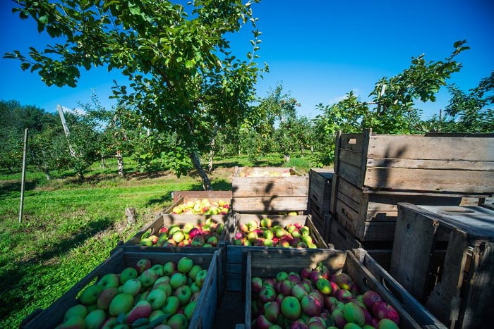 Récolte de pommes à la Casa Breton.
