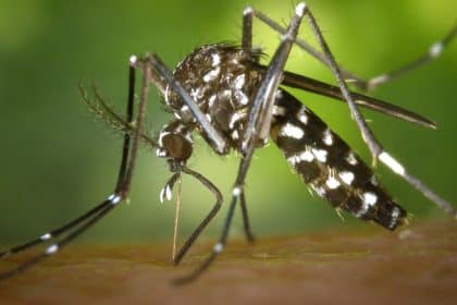 Que faire quand on a la fièvre dengue en voyage