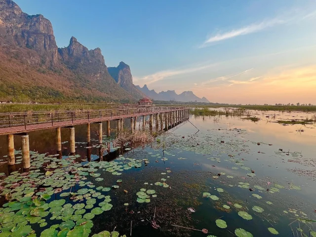 Une autre beauté du parc national Khao Sam Roi Yot en Thaïlande : La mer de lotus. C’était pas trop la saison pour les fleurs de lotus, mais l’endroit est néanmoins spectaculaire, surtout au coucher du soleil.
.
#khaosamroiyotnationalpark #khaosamroiyot #lotus #boardwalk #thailandetrip #thailandroadtrip #samroiyot